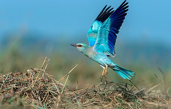 Bird-Watching
