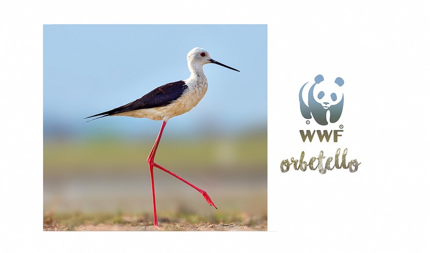 Oasi WWF Naturale di Orbetello